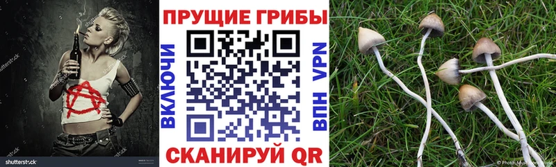 Купить где  Губаха  Галлюциногенные грибы прущие грибы 